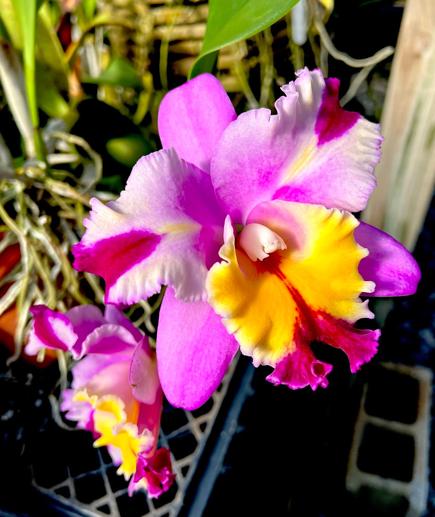 C. Irene's Song 'Montclair' HCC/ AOS