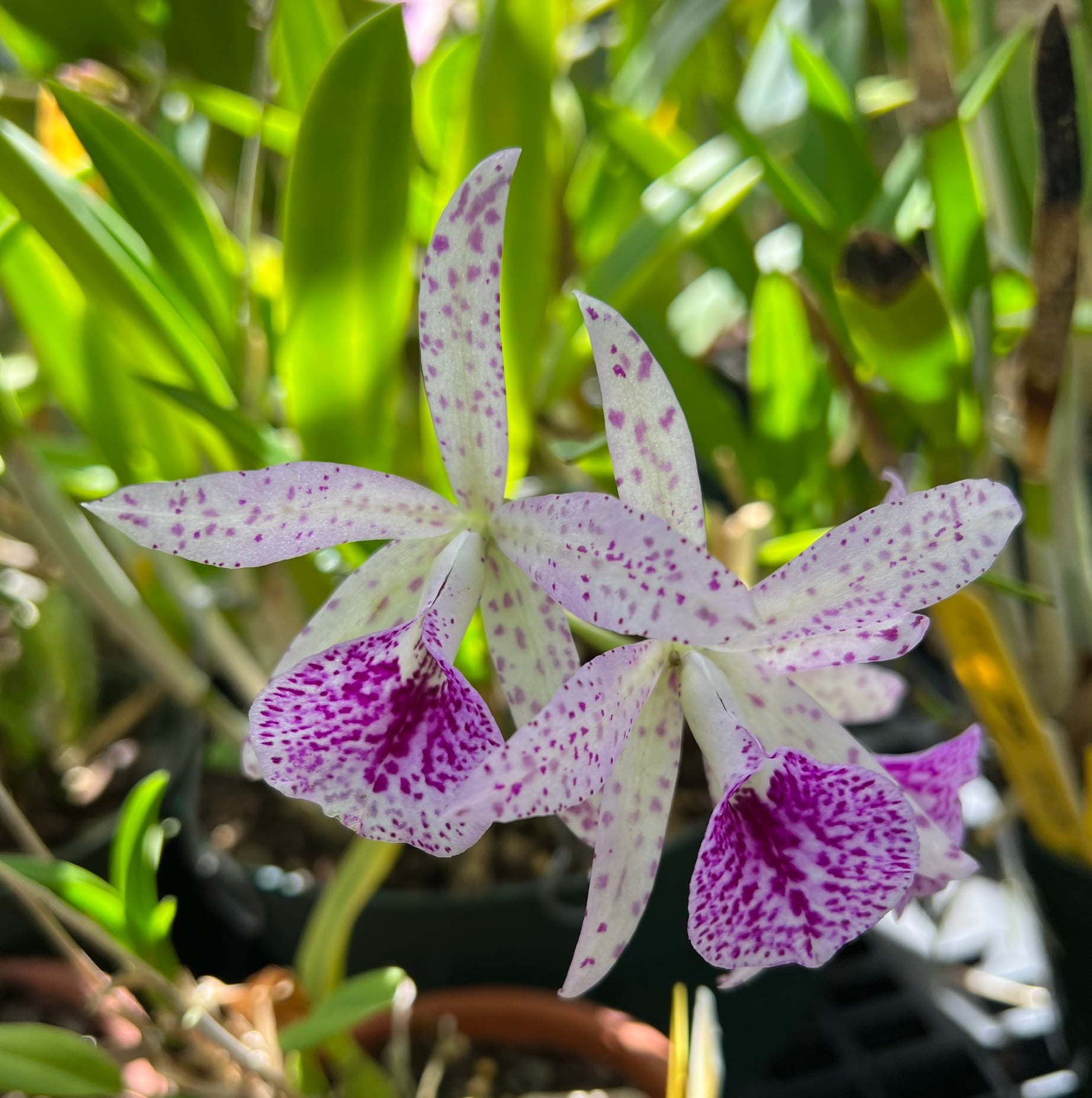 Bsn. Maikai 'Spotted Star' x self
