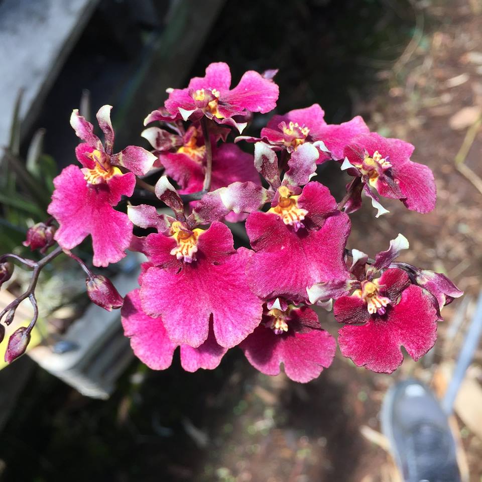 Mitzi