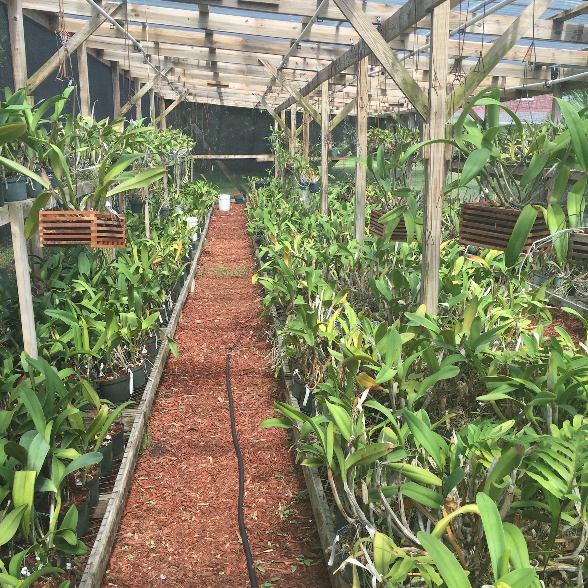 Greenhouse