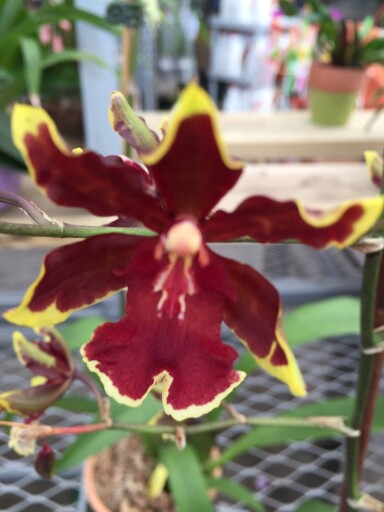 Golden Red Star