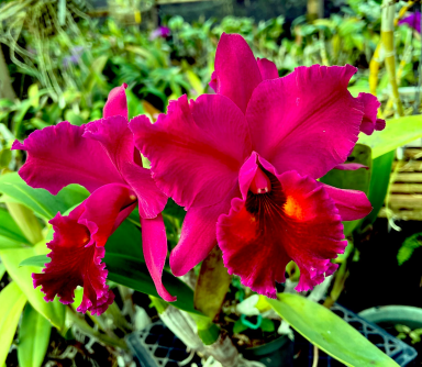 Rlc. Edisto 'Newberry'