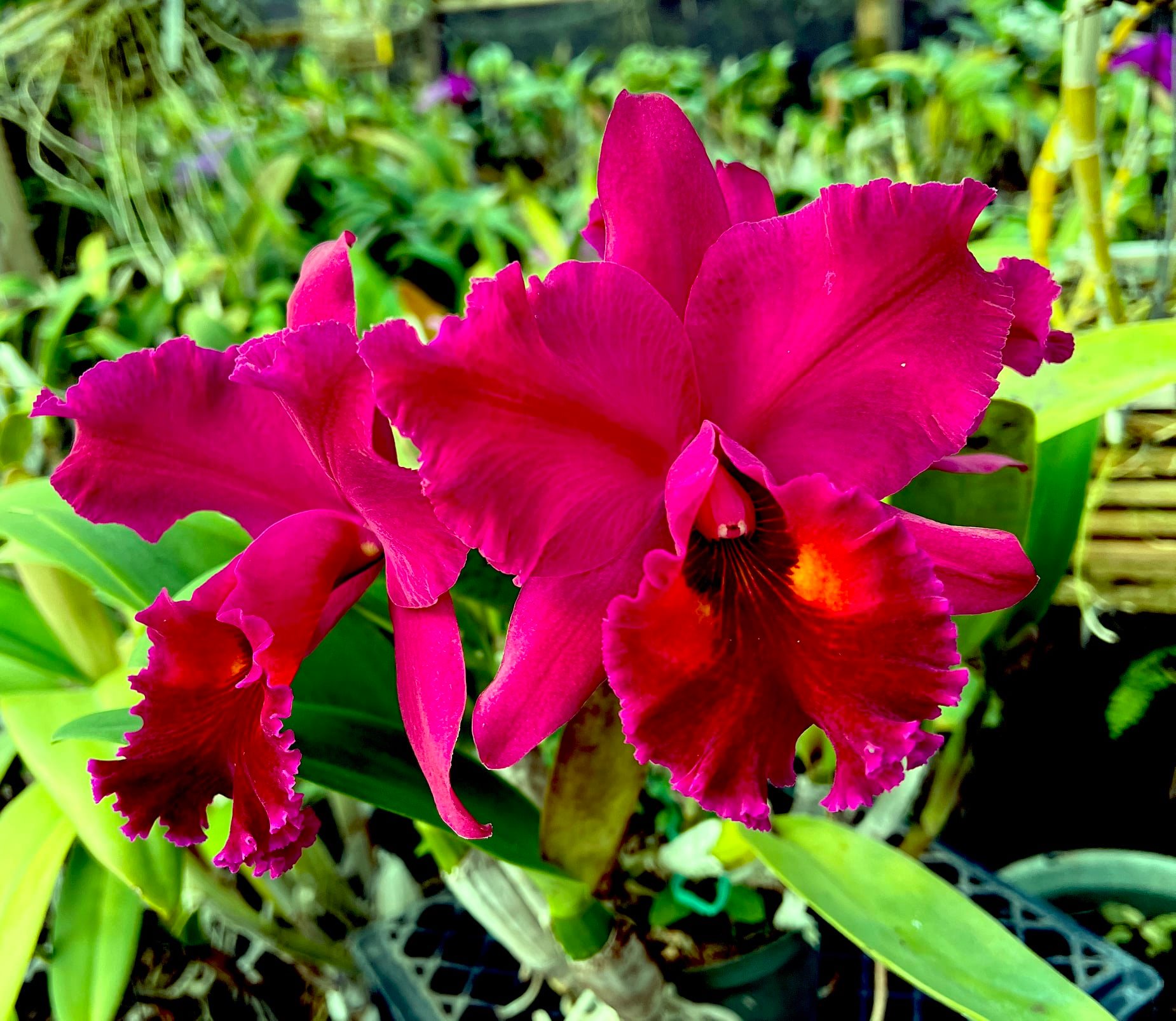 Rlc. Edisto 'Newberry'