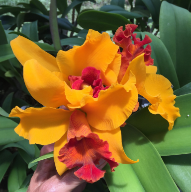 Rlc. Apricot Flare 'Joybil'