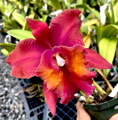 Rlc. Dr. Alan Bachrach 'Sunglow'